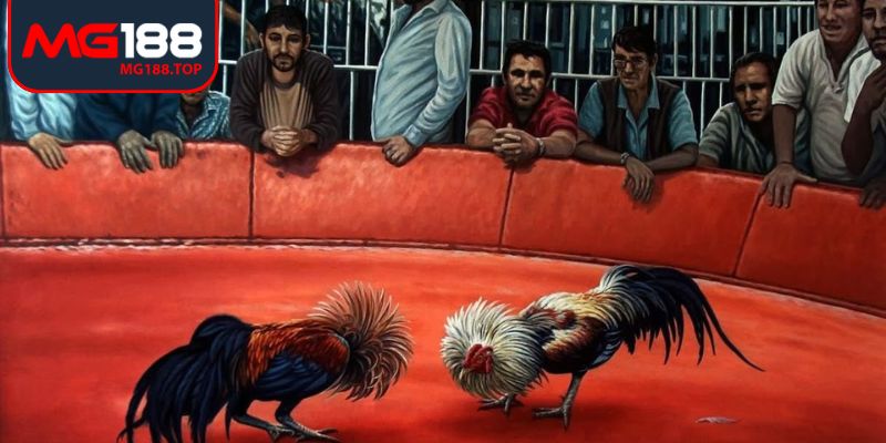 Đá gà cựa dao Mg188: Nắm thời gian, tối ưu lượt ra