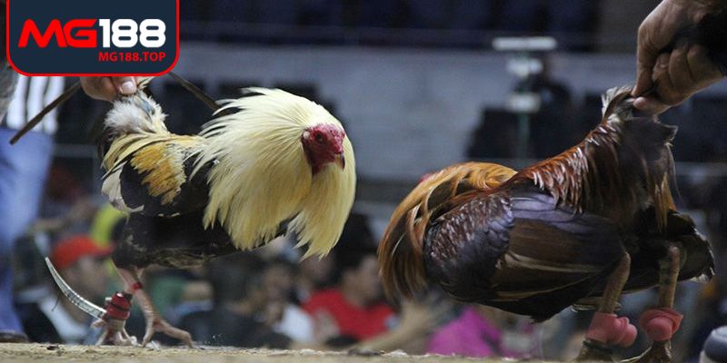 Nhận biết chiến thuật và thói quen