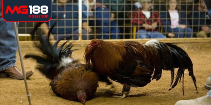 Tìm hiểu sơ lược đá gà cựa dao Mg188 