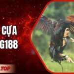 Đá Gà Cựa Sắt Mg188: Trải Nghiệm Trực Tiếp Sinh Động