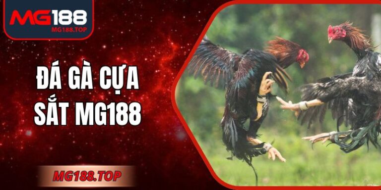 Đá Gà Cựa Sắt Mg188: Trải Nghiệm Trực Tiếp Sinh Động