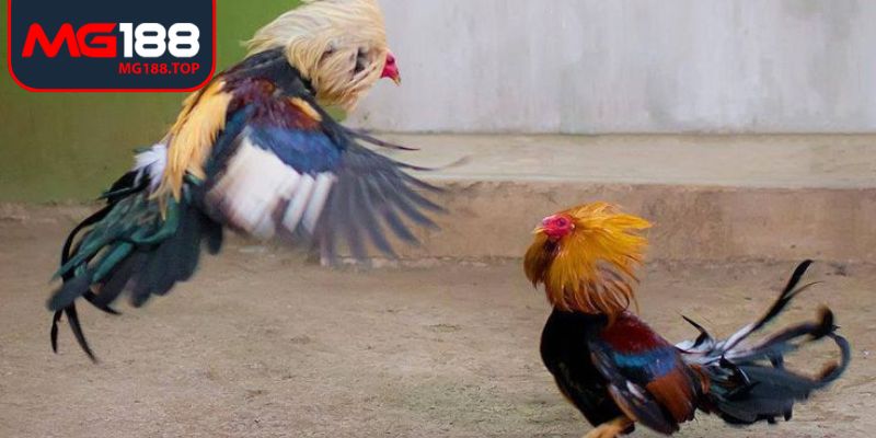 Quan sát trận đấu chi tiết nhờ hệ thống trực tiếp