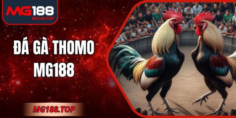 Đá gà thomo Mg188 – Trải nghiệm hấp dẫn, sinh động