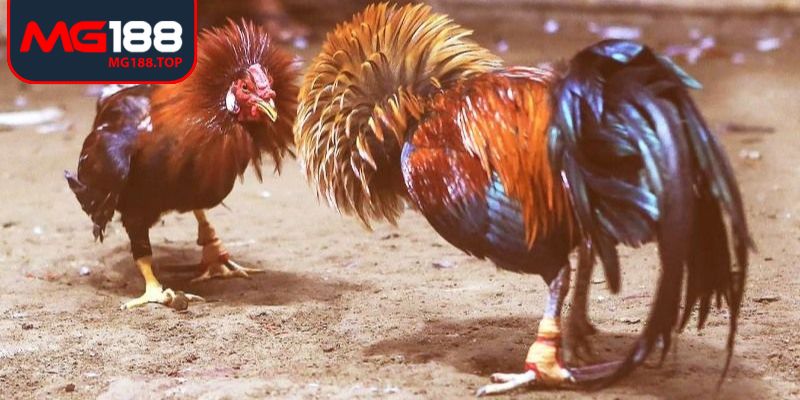 Cá cược trong đá gà thomo Mg188 đem lại trải nghiệm tối ưu