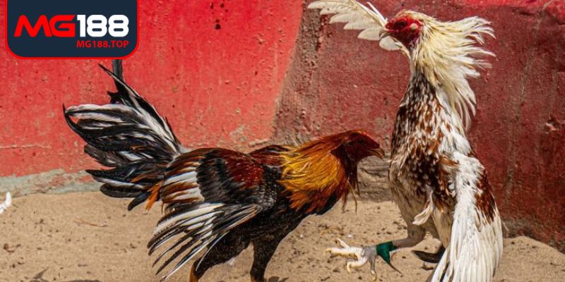 Phân tích thông tin chi tiết giúp dự đoán chính xác kết quả