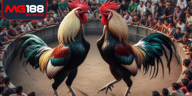 Đá gà thomo Mg188 mang trải nghiệm trực tiếp hấp dẫn