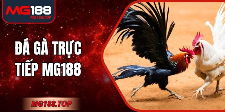 Đá Gà Trực Tiếp Mg188 – Quan Sát Từng Pha Chiến Sống Động
