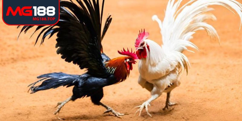 Đá gà trực tiếp Mg188 mang lại cơ hội theo dõi chi tiết