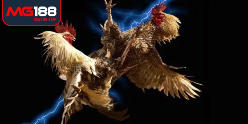 Hiển thị đấu kê thomo sinh động tại nền tảng đá gà trực tiếp Mg188